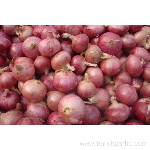 Sizes 5.0-7.0cm Fresh Red Onion